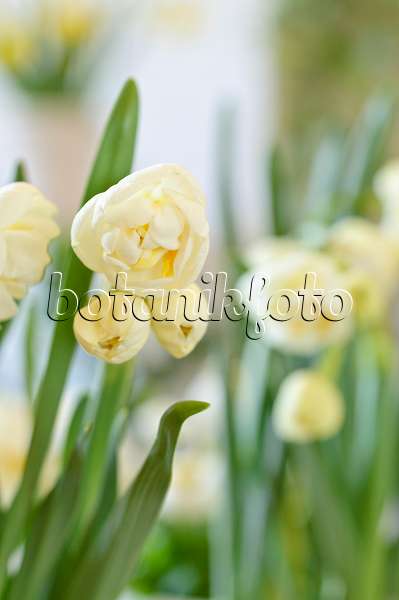 483180 - Double daffodil (Narcissus Bridal Crown)