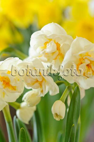 483254 - Double daffodil (Narcissus Bridal Crown)