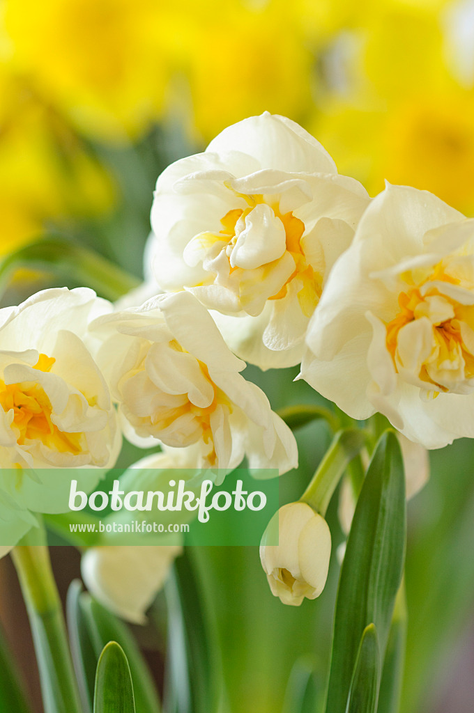 483254 - Double daffodil (Narcissus Bridal Crown)