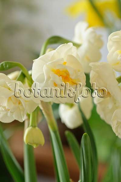 483283 - Double daffodil (Narcissus Bridal Crown)