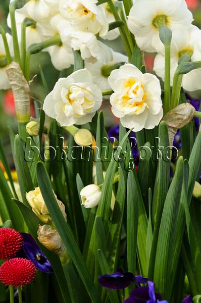 495085 - Double daffodil (Narcissus Bridal Crown)