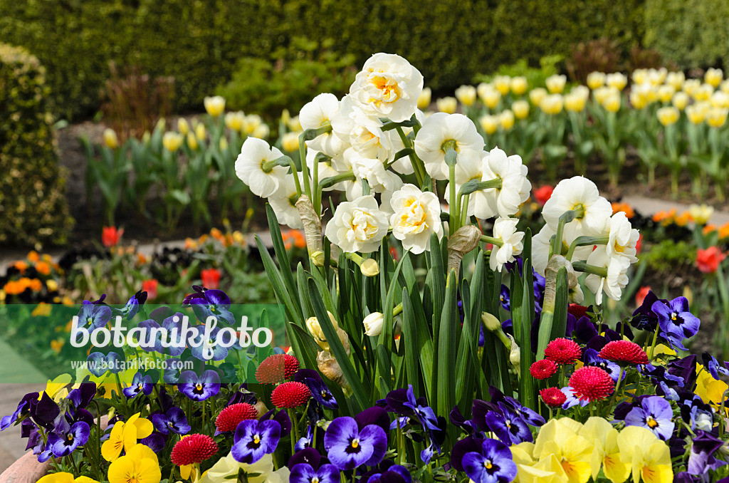 495082 - Double daffodil (Narcissus Bridal Crown), horned pansy (Viola cornuta) and common daisy (Bellis perennis)