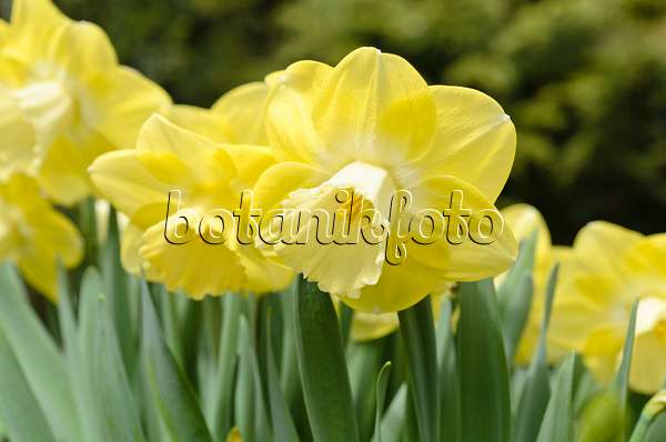 495147 - Double daffodil (Narcissus Cloud Nine)