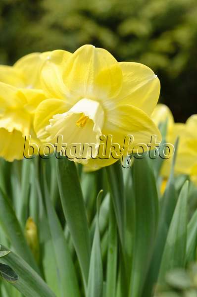 495148 - Double daffodil (Narcissus Cloud Nine)