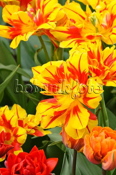 471322 - Double early tulip (Tulipa Monsella)