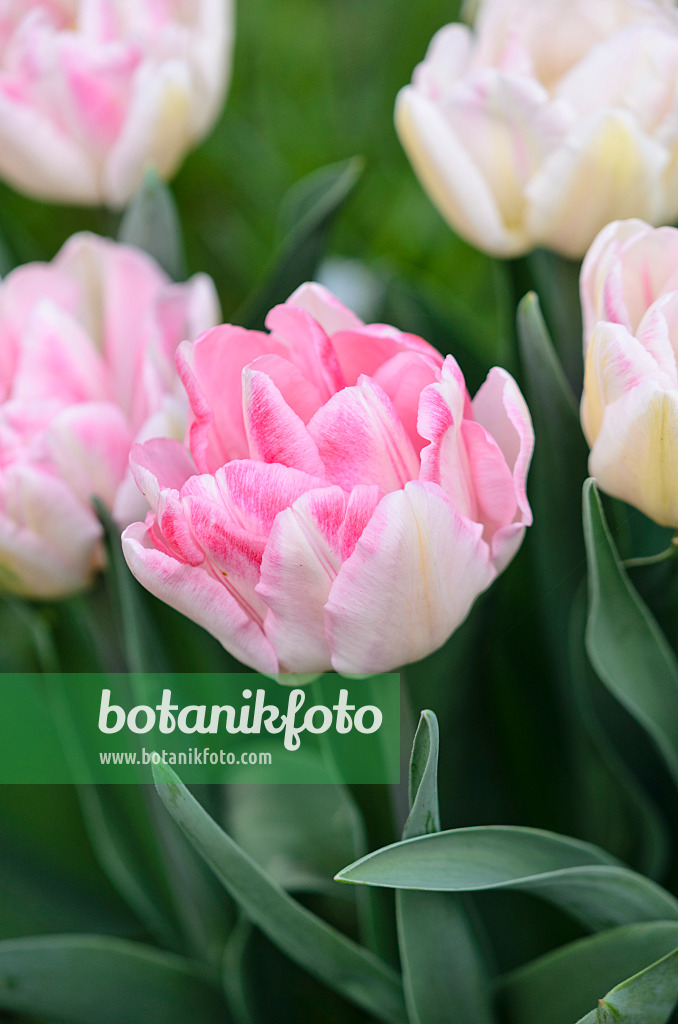 531044 - Double late tulip (Tulipa Angelique)