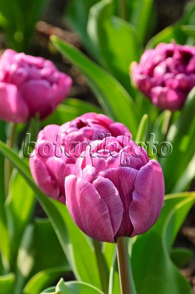 471212 - Double late tulip (Tulipa Blue Diamond)