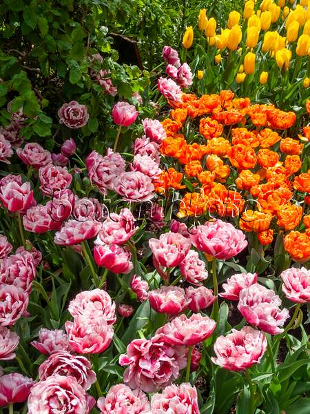 401067 - Double late tulip (Tulipa Gerbrandt Kieft and Tulipa Orange Princess)
