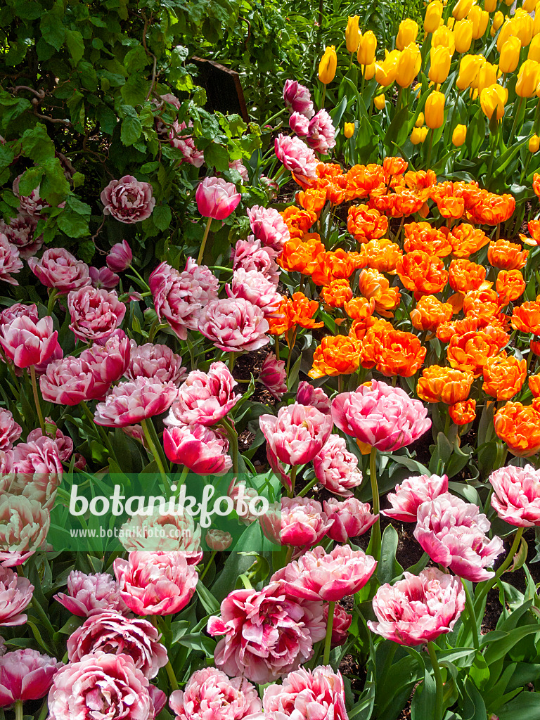 401067 - Double late tulip (Tulipa Gerbrandt Kieft and Tulipa Orange Princess)