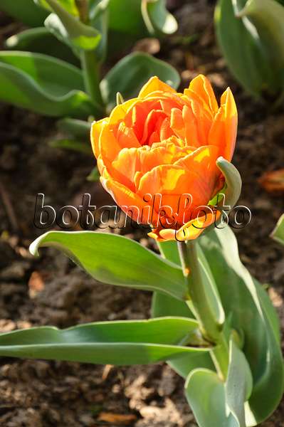 471213 - Double late tulip (Tulipa Orange Princess)
