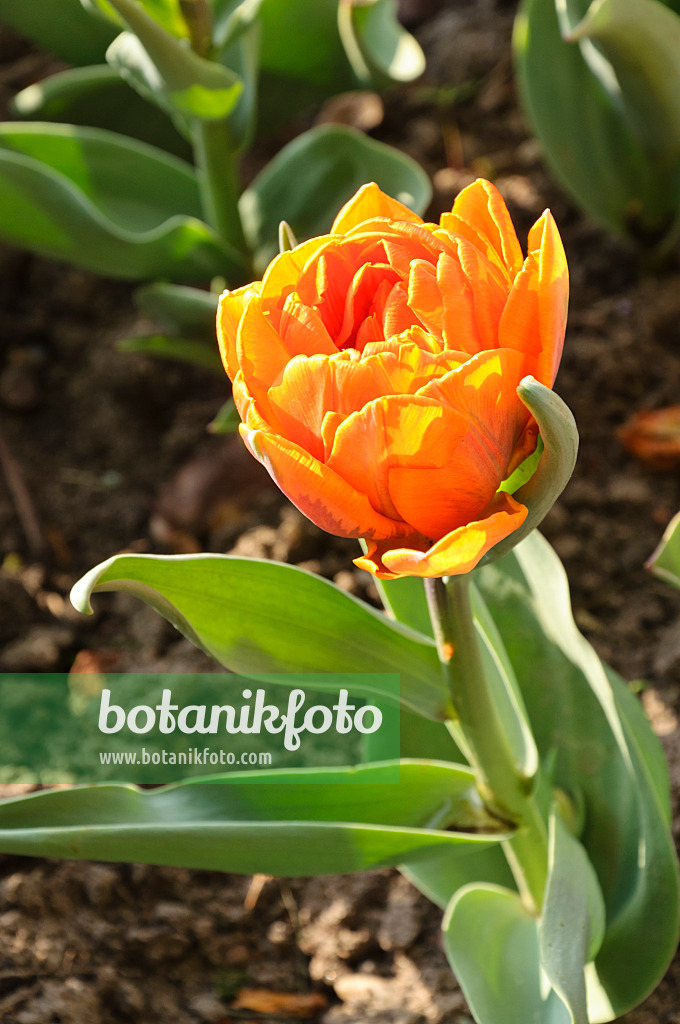 471213 - Double late tulip (Tulipa Orange Princess)