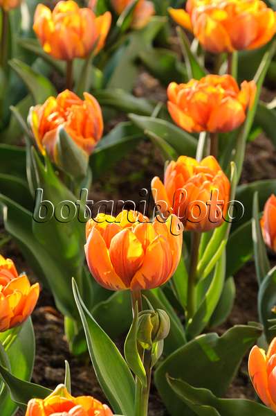 471214 - Double late tulip (Tulipa Orange Princess)