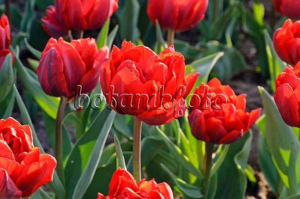 471215 - Double late tulip (Tulipa Uncle Tom)