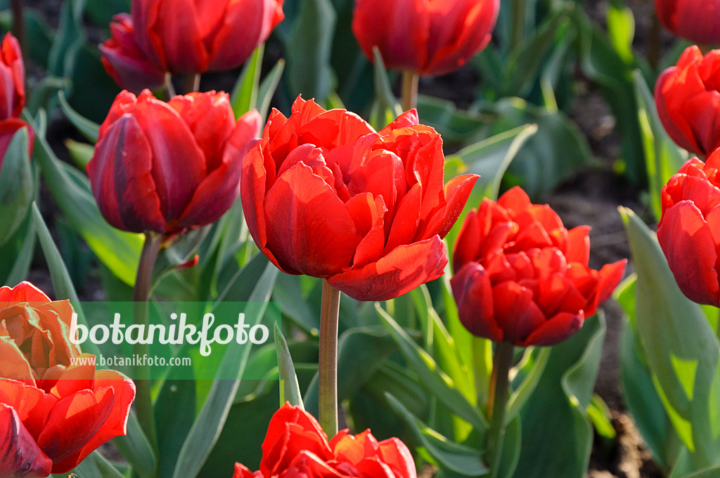 471215 - Double late tulip (Tulipa Uncle Tom)