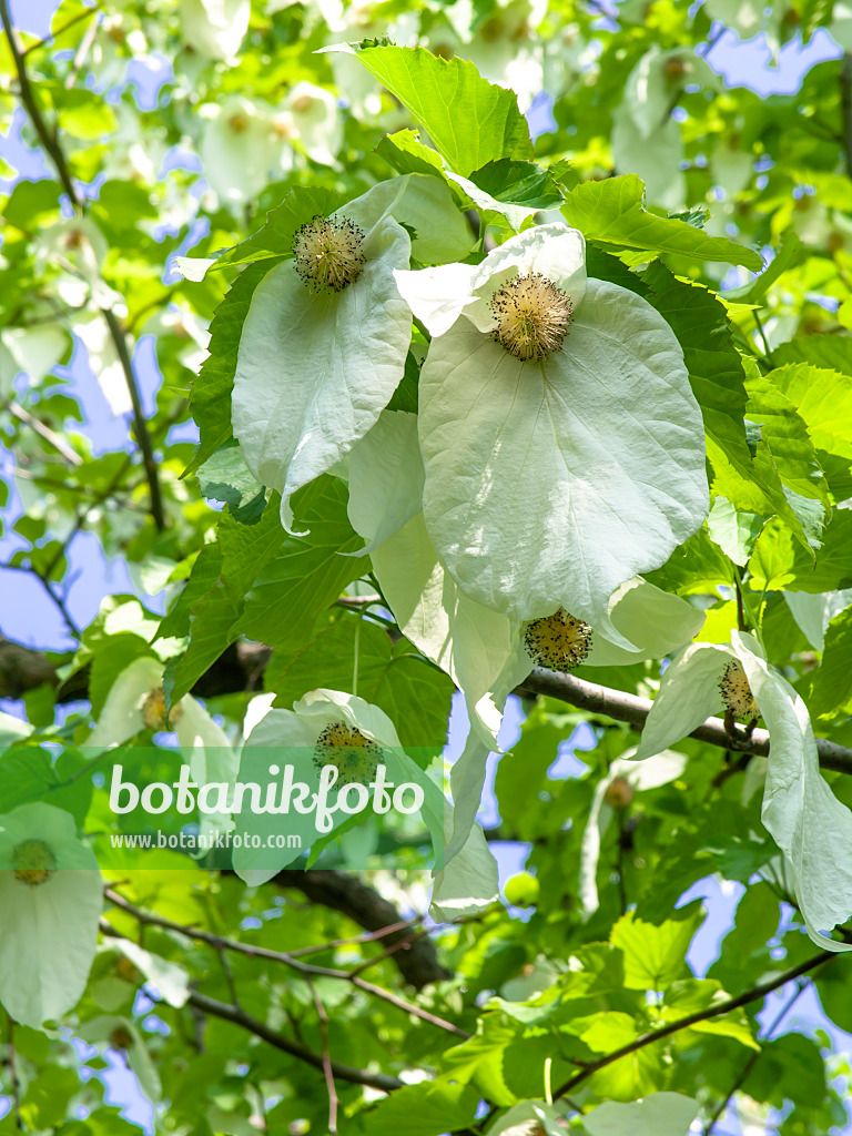 437235 - Dove tree (Davidia involucrata)