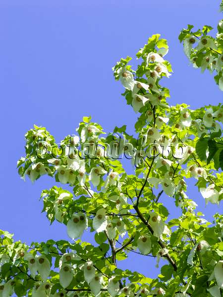437236 - Dove tree (Davidia involucrata)