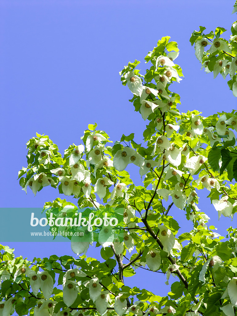 437236 - Dove tree (Davidia involucrata)