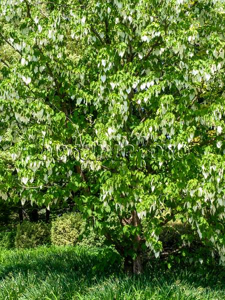 437264 - Dove tree (Davidia involucrata)