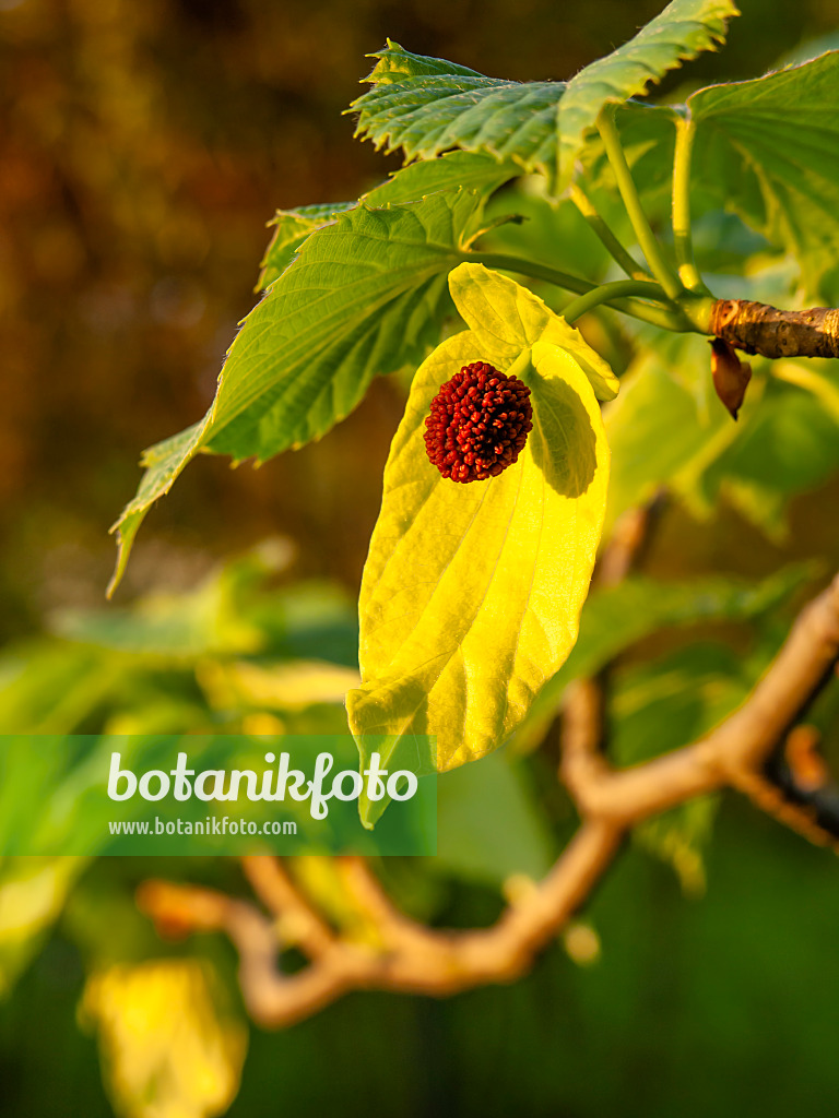 460052 - Dove tree (Davidia involucrata)