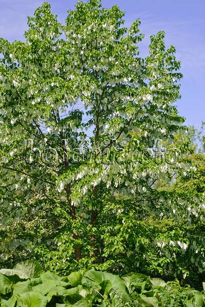496189 - Dove tree (Davidia involucrata)