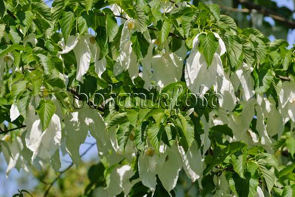 496191 - Dove tree (Davidia involucrata)