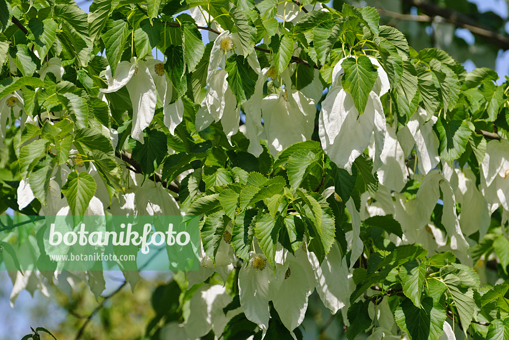 496191 - Dove tree (Davidia involucrata)