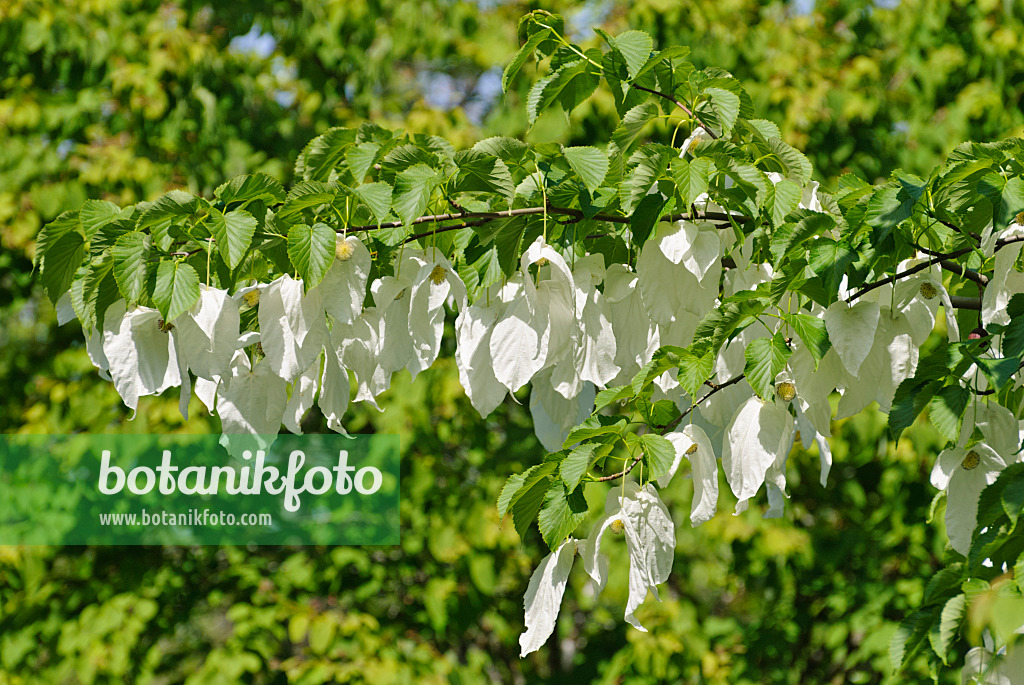 496192 - Dove tree (Davidia involucrata)