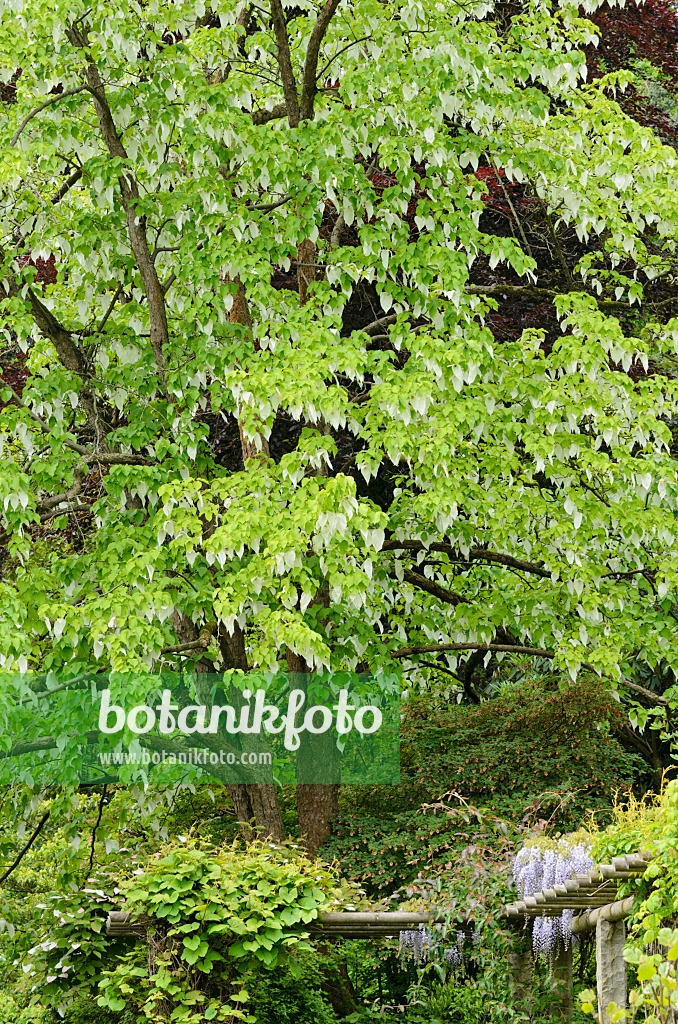 520460 - Dove tree (Davidia involucrata)