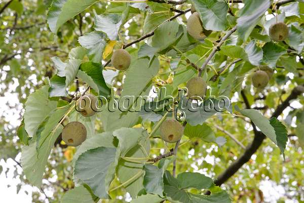 545148 - Dove tree (Davidia involucrata)