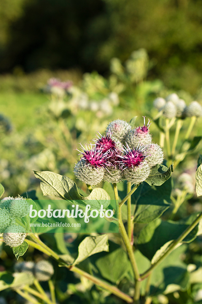 511037 - Downy burdock (Arctium tomentosum)