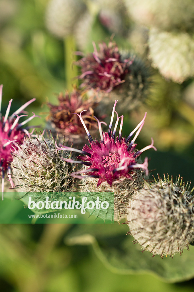 511038 - Downy burdock (Arctium tomentosum)