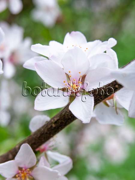 436266 - Downy cherry (Prunus tomentosa)