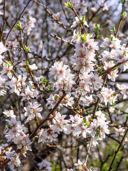 447034 - Downy cherry (Prunus tomentosa)