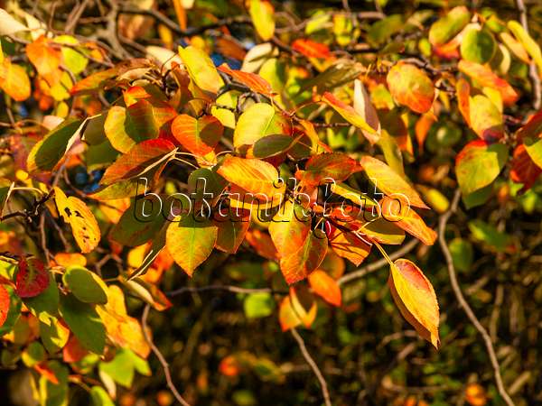 442042 - Downy service berry (Amelanchier arborea)