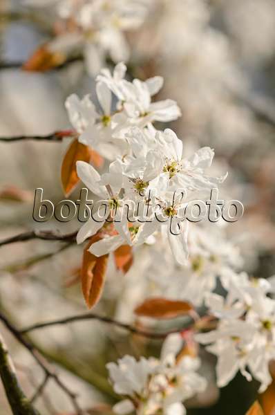 520033 - Downy service berry (Amelanchier arborea)