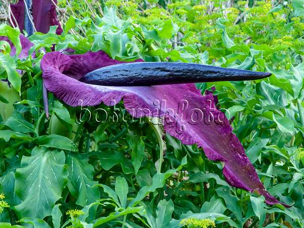 449020 - Dragon arum (Dracunculus vulgaris)