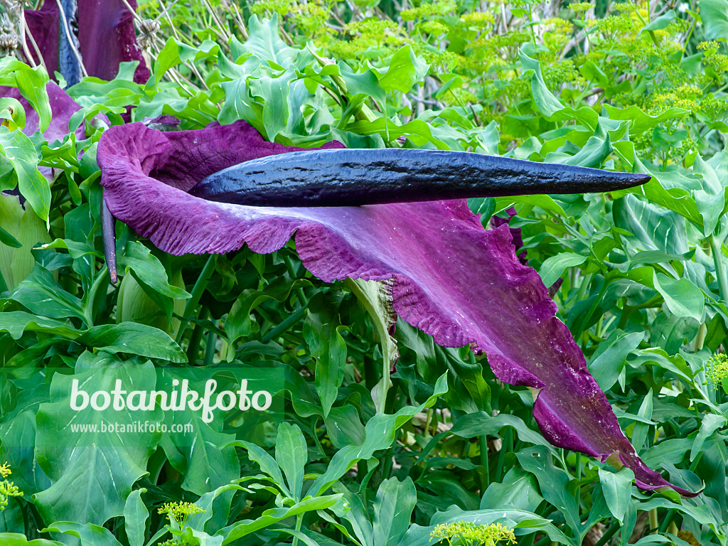 449020 - Dragon arum (Dracunculus vulgaris)