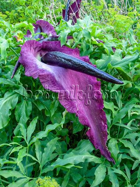 449021 - Dragon arum (Dracunculus vulgaris)