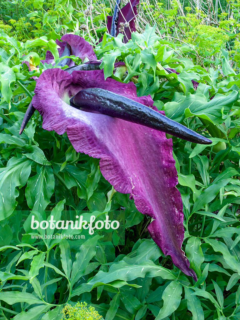 449021 - Dragon arum (Dracunculus vulgaris)