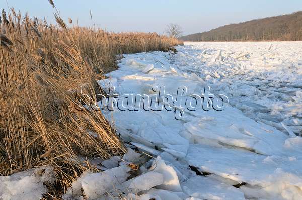 529026 - Drifting ice on Oder River, Lower Oder Valley National Park, Germany