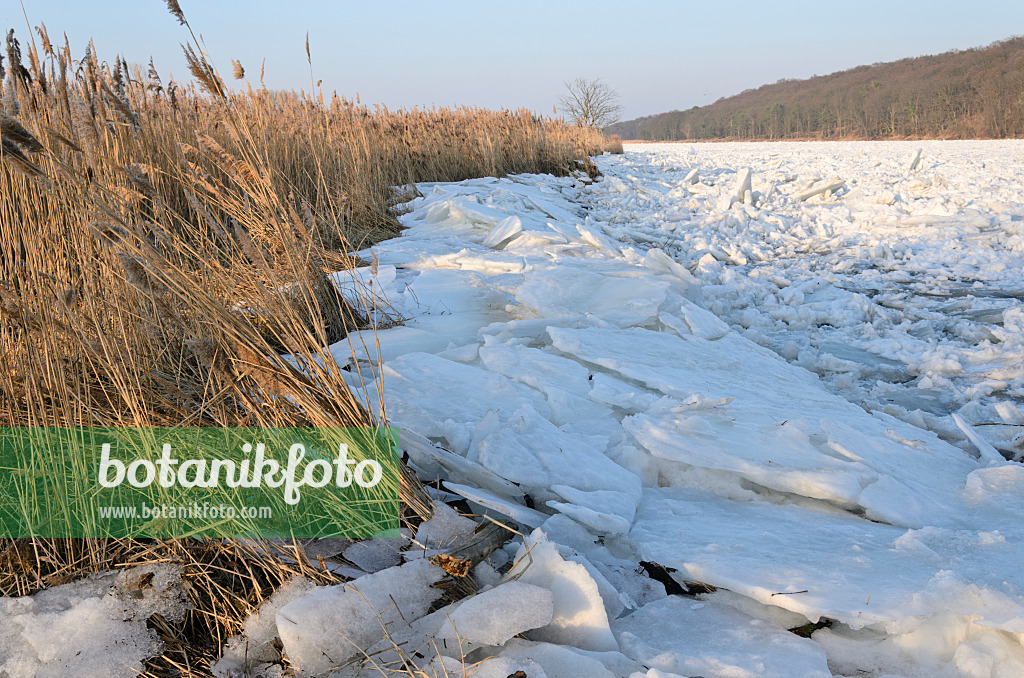 529026 - Drifting ice on Oder River, Lower Oder Valley National Park, Germany