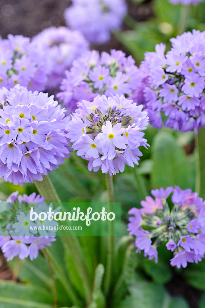 471075 - Drumstick primrose (Primula denticulata)