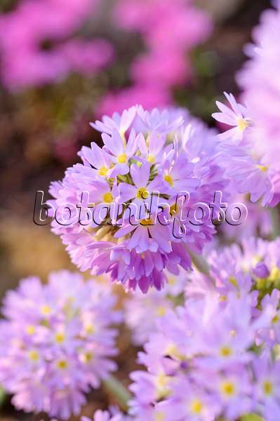 471077 - Drumstick primrose (Primula denticulata)