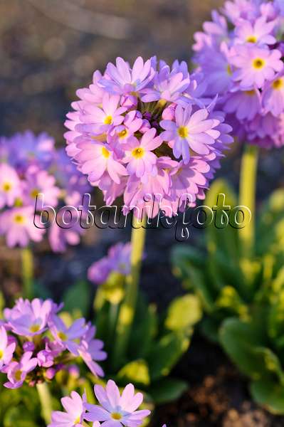 483062 - Drumstick primrose (Primula denticulata)