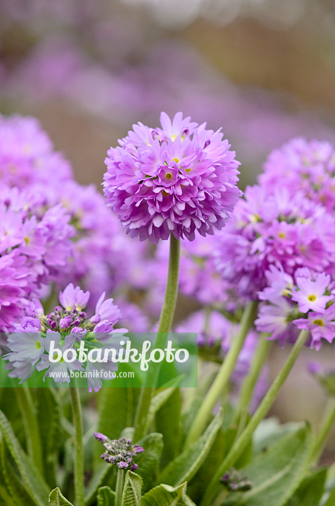 519038 - Drumstick primrose (Primula denticulata)