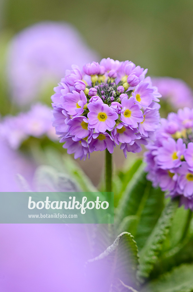 519039 - Drumstick primrose (Primula denticulata)