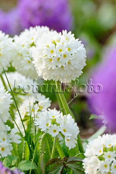 483151 - Drumstick primrose (Primula denticulata 'Alba')