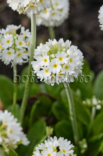 520013 - Drumstick primrose (Primula denticulata 'Alba')