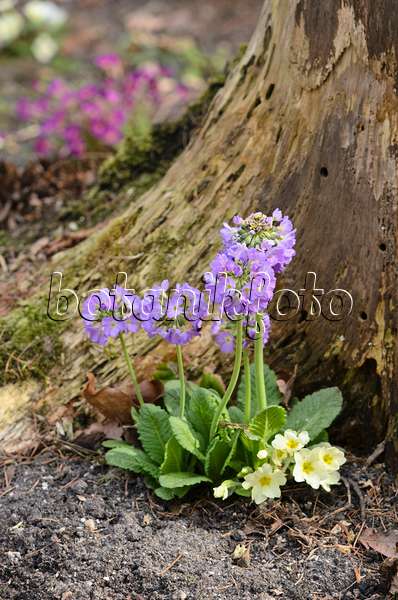 519043 - Drumstick primrose (Primula denticulata) and comon primrose (Primula vulgaris syn. Primula acaulis)
