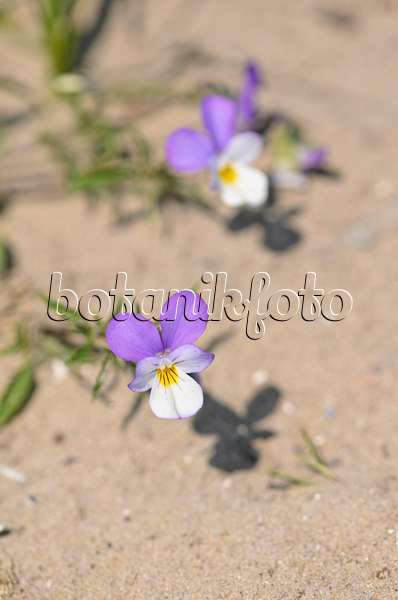 533586 - Dune pansy (Viola tricolor subsp. curtisii)